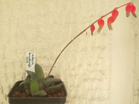 Gasteria nitida var. armstrongii